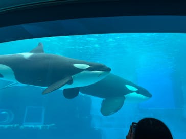 名古屋港水族館に投稿された画像（2024/7/15）