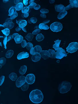 すみだ水族館に投稿された画像（2024/7/15）