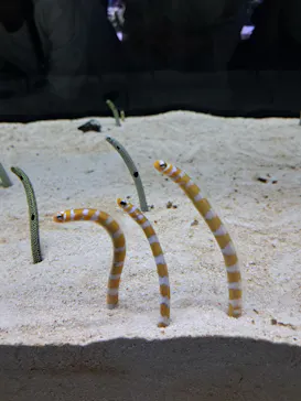 すみだ水族館に投稿された画像（2024/7/15）