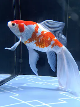 すみだ水族館に投稿された画像（2024/7/15）