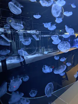 すみだ水族館に投稿された画像（2024/7/15）