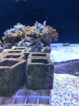 マクセル アクアパーク品川に投稿された画像（2024/7/15）