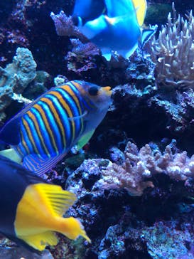 マクセル アクアパーク品川に投稿された画像（2024/7/15）