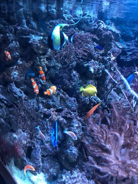 マクセル アクアパーク品川に投稿された画像（2024/7/15）