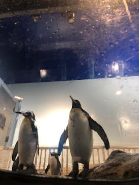 マクセル アクアパーク品川に投稿された画像（2024/7/15）