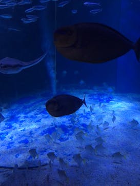 マクセル アクアパーク品川に投稿された画像（2024/7/15）