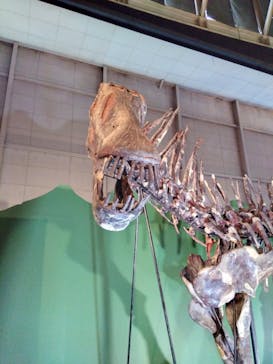 巨大恐竜展2024に投稿された画像（2024/7/15）