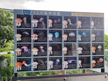 京都水族館に投稿された画像（2024/7/15）