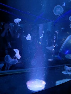 京都水族館に投稿された画像（2024/7/15）