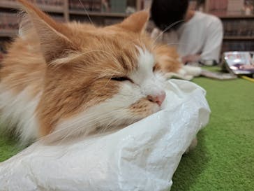 猫カフェモカ　アルシェ大宮店に投稿された画像（2024/7/8）