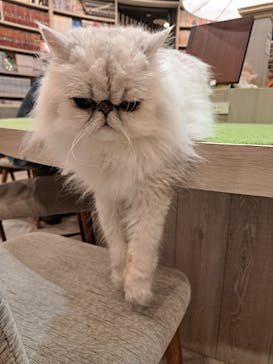 猫カフェモカ　アルシェ大宮店に投稿された画像（2024/7/8）