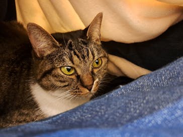 猫カフェモカ　アルシェ大宮店に投稿された画像（2024/7/8）