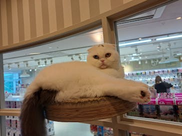 猫カフェモカ　アルシェ大宮店に投稿された画像（2024/6/30）