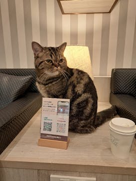 猫カフェモカ　アルシェ大宮店に投稿された画像（2024/6/30）