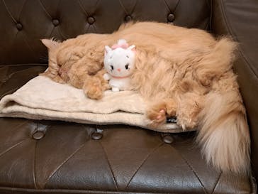 猫カフェモカ　アルシェ大宮店に投稿された画像（2024/6/30）