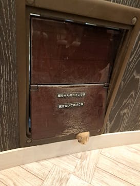 猫カフェモカ　アルシェ大宮店に投稿された画像（2024/6/25）