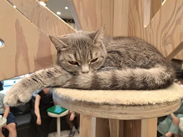 猫カフェモカ　アルシェ大宮店に投稿された画像（2024/6/25）
