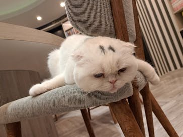 猫カフェモカ　アルシェ大宮店に投稿された画像（2024/6/25）