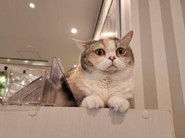 猫カフェモカ　アルシェ大宮店に投稿された画像（2024/6/25）