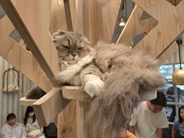 猫カフェモカ　アルシェ大宮店に投稿された画像（2024/6/25）