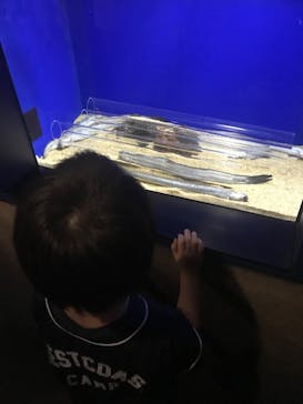 サンシャイン水族館に投稿された画像（2024/7/15）