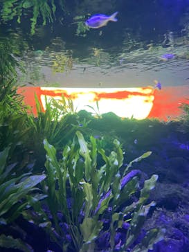カワスイ 川崎⽔族館に投稿された画像（2024/7/16）