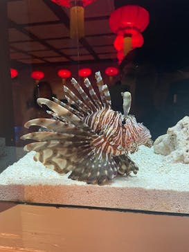 横浜開運水族館 フォーチュンアクアリウムに投稿された画像（2024/7/16）