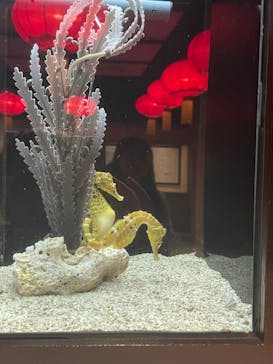 横浜開運水族館 フォーチュンアクアリウムに投稿された画像（2024/7/16）