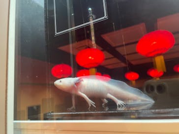 横浜開運水族館 フォーチュンアクアリウムに投稿された画像（2024/7/16）