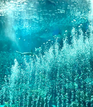 マリンワールド海の中道に投稿された画像（2024/7/16）