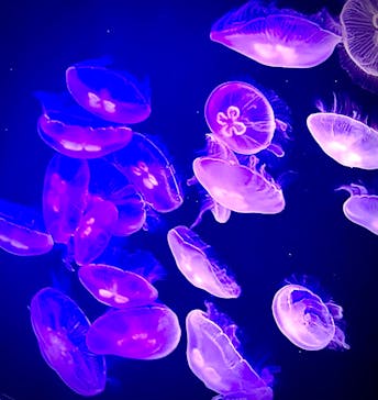 マリンワールド海の中道に投稿された画像（2024/7/16）