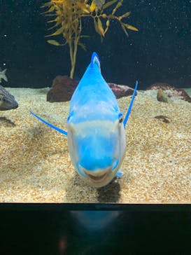 四国水族館に投稿された画像（2024/7/16）