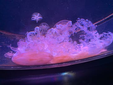 四国水族館に投稿された画像（2024/7/16）