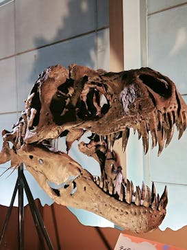 巨大恐竜展2024に投稿された画像（2024/7/16）