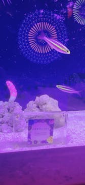 マクセル アクアパーク品川に投稿された画像（2024/7/16）