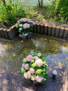 大阪府立花の文化園に投稿された画像（2024/6/1）