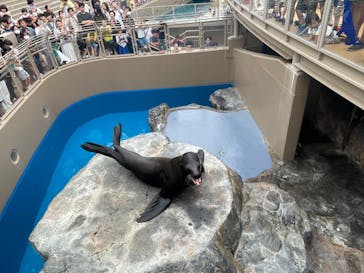 アクアワールド茨城県大洗水族館に投稿された画像（2024/7/16）