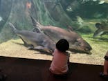 世界淡水魚園水族館　アクア・トトぎふに投稿された画像（2024/7/16）