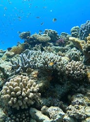 ドロップイン 沖縄に投稿された画像（2024/7/16）