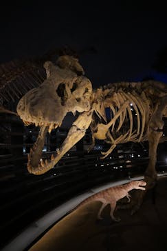 福井県立恐竜博物館に投稿された画像（2024/7/16）