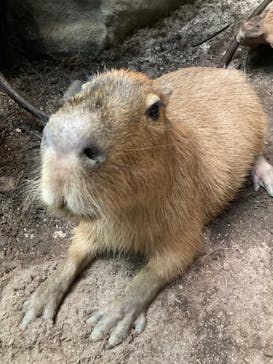 カワスイ 川崎⽔族館に投稿された画像（2024/7/16）