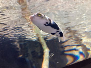 カワスイ 川崎⽔族館に投稿された画像（2024/7/16）