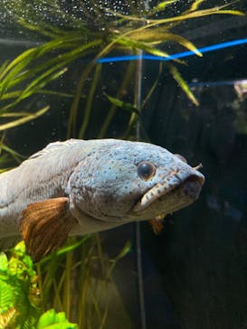 カワスイ 川崎⽔族館に投稿された画像（2024/7/16）