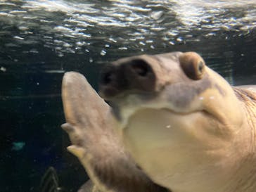 カワスイ 川崎⽔族館に投稿された画像（2024/7/16）