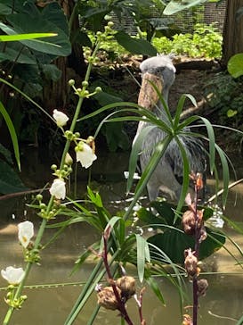 神戸どうぶつ王国に投稿された画像（2024/7/16）
