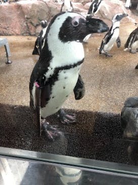 京都水族館に投稿された画像（2024/7/16）