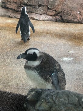 京都水族館に投稿された画像（2024/7/16）