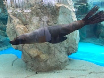 京都水族館に投稿された画像（2024/7/16）