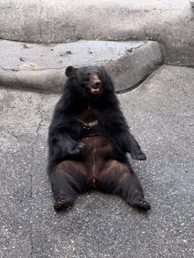奥飛騨クマ牧場に投稿された画像（2024/7/16）