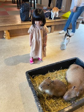 おさるランド＆アニタウン　日光さる軍団劇場に投稿された画像（2024/7/16）